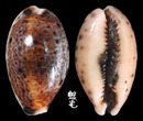 山貓寶螺 Cypraea lynx 1