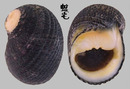 亞松森蜑螺 Nerita ascensionis