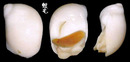 臍孔白玉螺 Polinices flemingianus 1