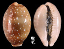 白星寶螺 Cypraea vitellus 1