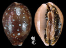 白星寶螺 Cypraea vitellus 2