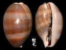 白星寶螺 Cypraea vitellus 3