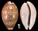 白星寶螺 Cypraea vitellus 4
