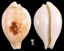 櫻井寶螺 Cypraea sakuraii 4