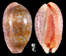 中華寶螺 Cypraea chinensis 1