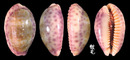 中華寶螺 Cypraea chinensis 2