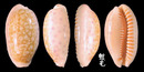 中華寶螺 Cypraea chinensis 3