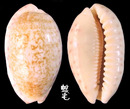 中華寶螺 Cypraea chinensis 4