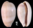 中華寶螺 Cypraea chinensis 6