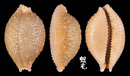 疙瘩寶螺 Cypraea nucleus 2