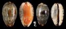 小眼寶螺 Cypraea gracilis 1
