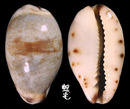 小眼寶螺 Cypraea gracilis 2