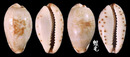 小眼寶螺 Cypraea gracilis 3