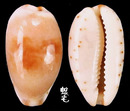 小眼寶螺 Cypraea gracilis 4