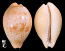 蘭福寶螺 Cypraea langfordi 2