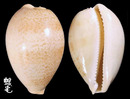 蘭福寶螺 Cypraea langfordi 4