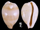 平瀨寶螺 Cypraea hirasei 4