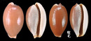 雞皮寶螺 Cypraea limacina 6