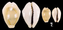 黃寶螺 Cypraea moneta 8