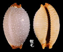 鯊皮寶螺 Cypraea staphylaea 1
