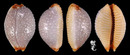鯊皮寶螺 Cypraea staphylaea 2