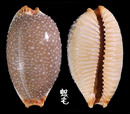平滑鯊皮寶螺 Cypraea staphylaea laevigata 1