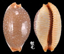 平滑鯊皮寶螺 Cypraea staphylaea laevigata 2