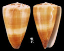 Ferrugineus芋螺 Conus ferrugineus 2