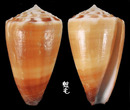 Ferrugineus芋螺 Conus ferrugineus 3