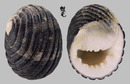 黑肋蜑螺 Nerita costata 3