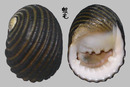 黑肋蜑螺 Nerita costata 4