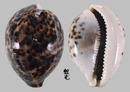 黑星寶螺 Cypraea tigris 1