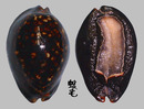 龜甲寶螺 Cypraea mauritiana 1