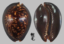 龜甲寶螺 Cypraea mauritiana 2