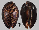 龜甲寶螺 Cypraea mauritiana 3