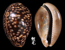 龜甲寶螺 Cypraea mauritiana 5