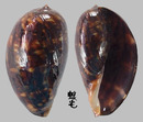 龜甲寶螺 Cypraea mauritiana 6