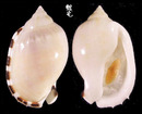 小鬘螺 Casmaria erinaceus 1