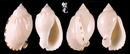 小鬘螺 Casmaria erinaceus 3
