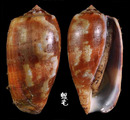 鬱金香芋螺 Conus tulipa 1