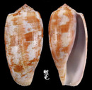 鬱金香芋螺 Conus tulipa 4