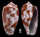 鬱金香芋螺 Conus tulipa 5