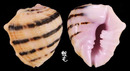 黑線紫口岩螺 Drupa morum iodostoma