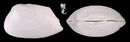 Stoliczkana船蛤 Glossocardia stoliczkana