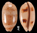 百眼寶螺 Cypraea argus 1