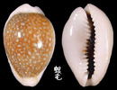 初雪寶螺 Cypraea miliaris 1