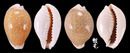 初雪寶螺 Cypraea miliaris 5