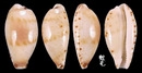 姑娘寶螺 Cypraea musumea 2