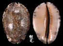 阿拉伯寶螺 Cypraea arabica 3