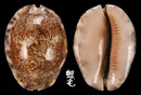 阿拉伯寶螺 Cypraea arabica 4
